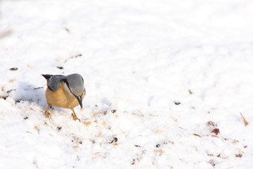 nuthatch