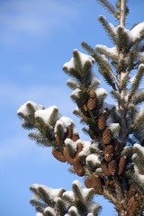 Tanne von Schnee bedeckt