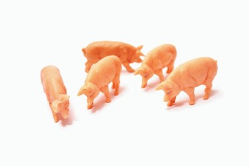 Schweinegruppe