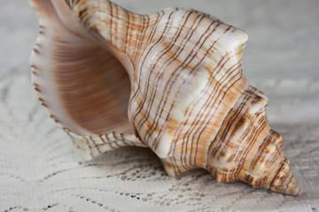 Conch Shell on Lace
