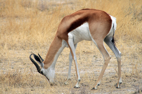 Springbok