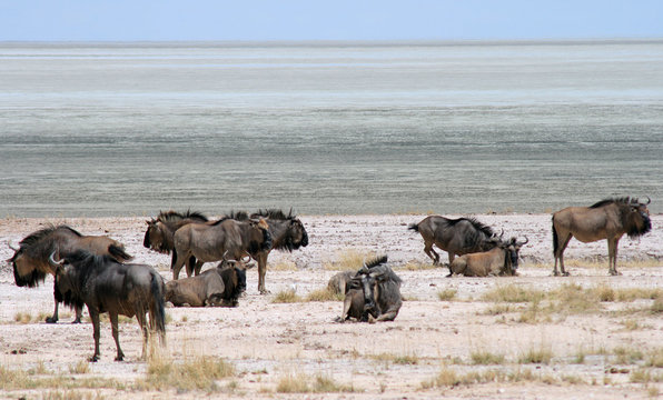 Troupeau de gnous (pan d'etosha