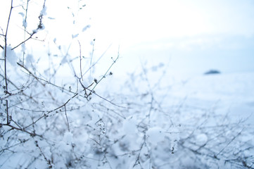 schnne zweige im januar