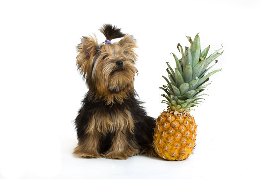 yorkshire terrier isolated on white