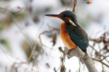 eisvogel - kingfisher