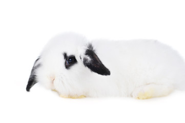 l beautiful rabbit