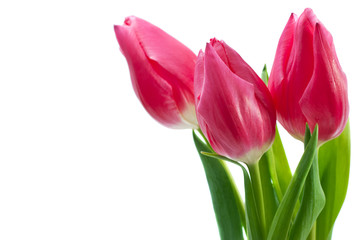 spring tulips isolated