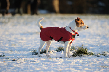 Parson Jack Russell in red winter coat standing in the snow