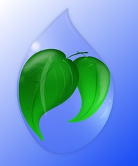 leaves inside of water drop