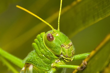 Grasshopper