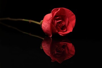 Red Rose on Black Background