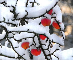 Winter Apples