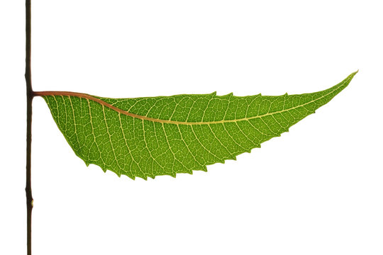 Neem Leaf Isolated On White