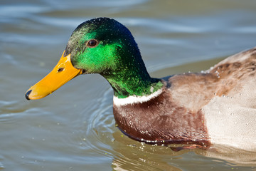 Anas platyrhynchos 9