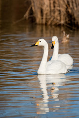 Fototapeta premium Cygnus cygnus - Whooper Swan - coppia di Cigni selvatici