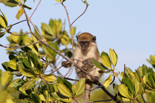 primate branché