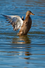 Anas platyrhynchos 4