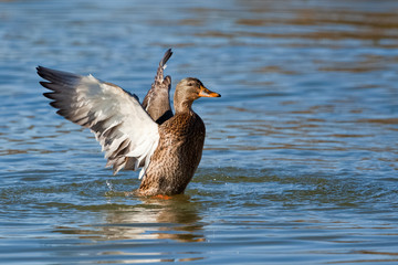 Anas platyrhynchos 5