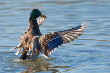 Anas platyrhynchos 6