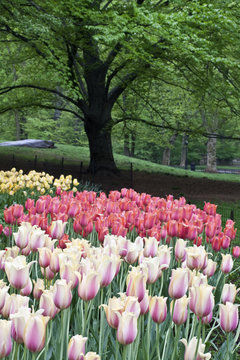 New York City spring tulips in the rain