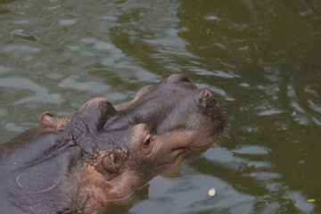 Fototapeta na wymiar A Hippo in water