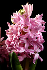 Hyazinthenblüte rosa, isoliert auf Schwarz