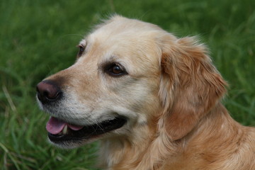 Retriever