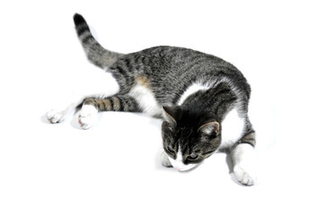 Naklejka premium cat