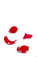 Day Valentine rose petals as background
