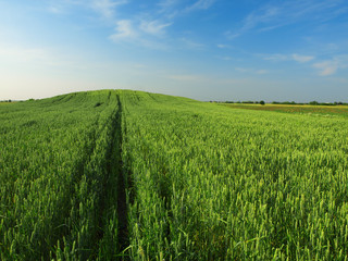 Obraz premium green wheat field and cloudy sky