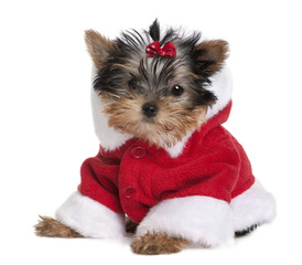 Portrait of puppy Yorkshire Terrier, dressed in Santa coat