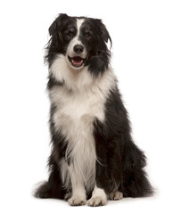 Border Collie, 4 years old,