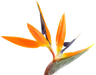 fleur str&eacute;litzia, oiseau paradis fond blanc