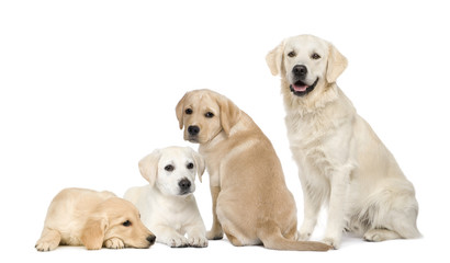 Portrait of Labradors and Golden Retriever sitting in front of w