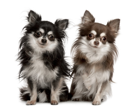 Portrait of two Chihuahuas, 7 years old, sitting in front of whi
