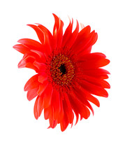 gerbera