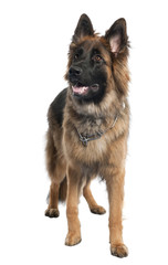 German Shepherd standing, studio shot