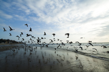 Sea gulls on coast