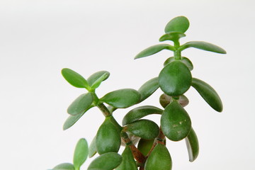 green plant detail