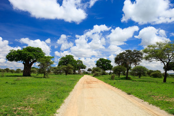 Fototapeta na wymiar Park Narodowy Tarangire