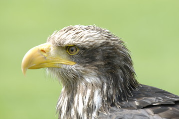 Adler Porträt