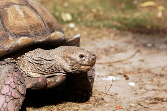 vieille t&ecirc;te