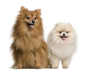 Two Spitz, 4 and 7 years old, in front of white background, stud