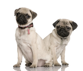 Two pug puppies, 3 and 4 months old, sitting