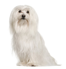 Maltese dog, 5 years old, sitting, studio shot