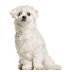 Maltese dog, 1 year old, sitting, studio shot