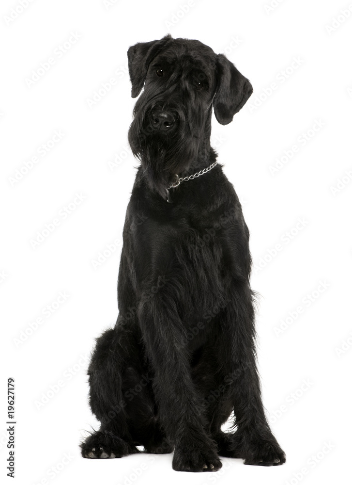 Wall mural Giant Schnauzer, 1 year old, sitting, studio shot