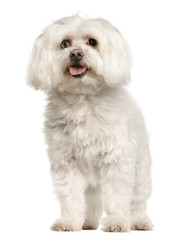 Old Maltese dog, 10 years old, standing, studio shot