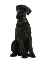 Giant Schnauzer, 1 year old, sitting, studio shot