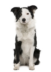 Young Border Collie, 15 months old, sitting